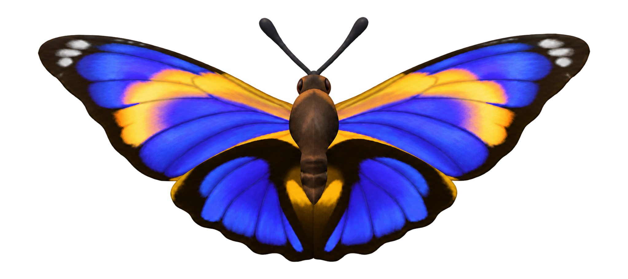 Insecte Agrias dans Heartopia
