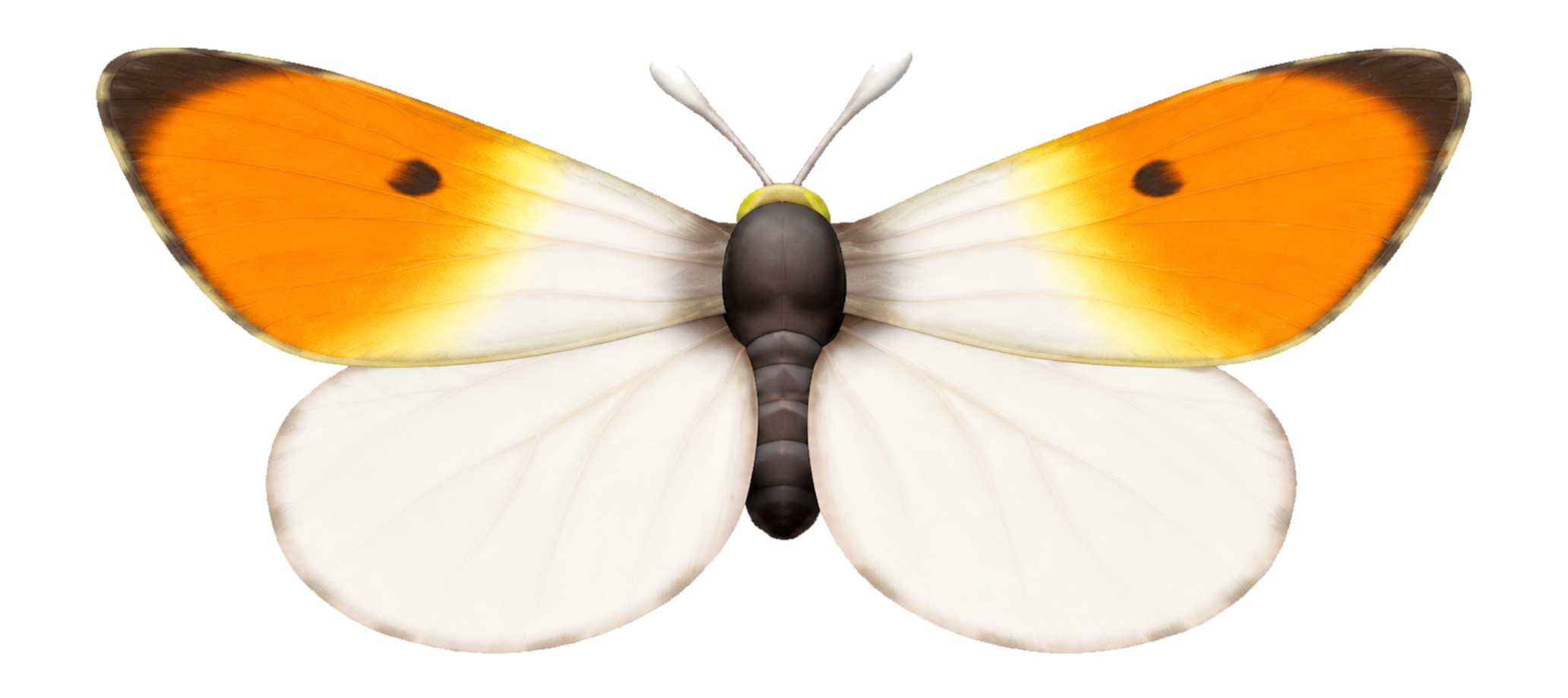 Insecte Piéride du cresson dans Heartopia